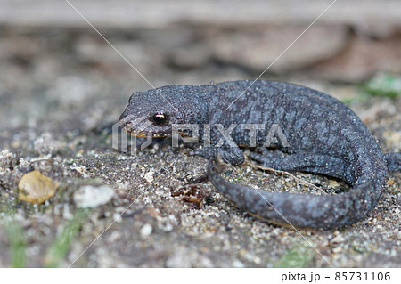 Full body shot of a juvenile alpine newt , Ichthyosaura alpestris alpestris 85731106