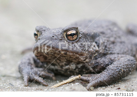 Frontal closeup of a female of the European common toad, Bufo bufo in the garden 85731115