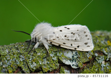 Closeup of the white ermine, Spilosoma lubricipeda sitting on a piece of wood in the garden 85731116
