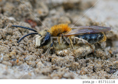 Closeup of a male Grey-patched Mining Bee, Andrena nitida, on sandy soil Closeup of a male Grey-patched Mining Bee, Andrena nitida, on sandy soil 85731118