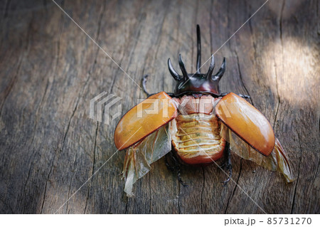 Close up of Five-horned rhinoceros beetle on wood with copy space Close up of Five-horned rhinoceros beetle on wood with copy space 85731270