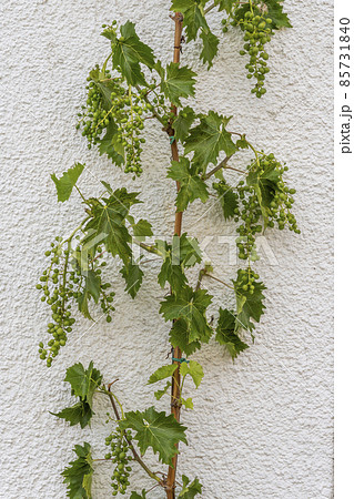 Vine Wall France 85731840