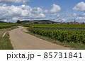 Vinyard Meursault Burgundy Vinyard Meursault Burgundy 85731841