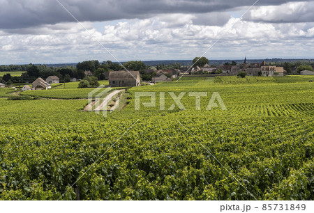 Vinyards Village Montrachet 85731849