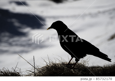 dolomites  raven crow croak black bird on white snow red paw yellow beak 85732170