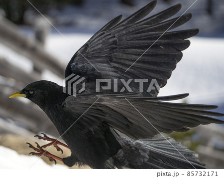 dolomites raven crow croak black bird on white snow red paw yellow beak dolomites raven crow croak black bird on white snow red paw yellow beak 85732171