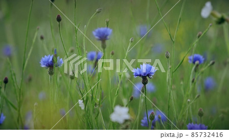 Centaurea cyanus, commonly known as cornflower or bachelor's button, is an annual flowering plant in the family Asteraceae native to Europe. Centaurea cyanus flowers in summer field Centaurea cyanus, commonly known as cornflower or bachelor's button, is an annual flowering plant in the family Asteraceae native to Europe. Centaurea cyanus flowers in summer field 85732416
