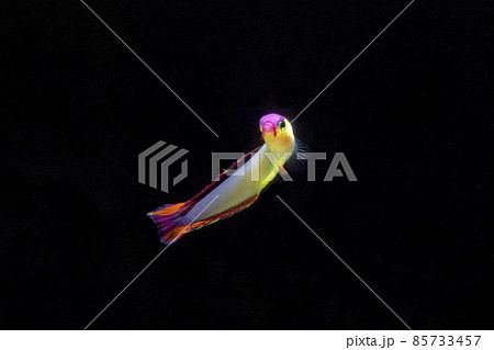 アケボノハゼ　黒バック 85733457