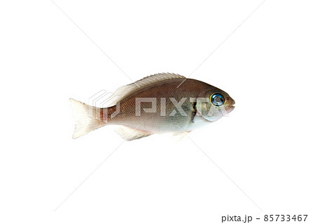 メジナの幼魚　白バック 85733467