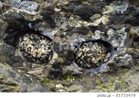 ヨロイイソギンチャク　縮んだイソギンチャク 85733479