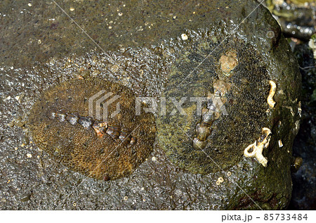 ケハダヒザラガイ ケハダヒザラガイ 85733484