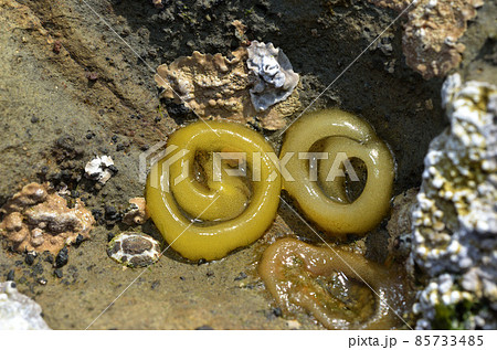 カラマツガイの卵塊 85733485