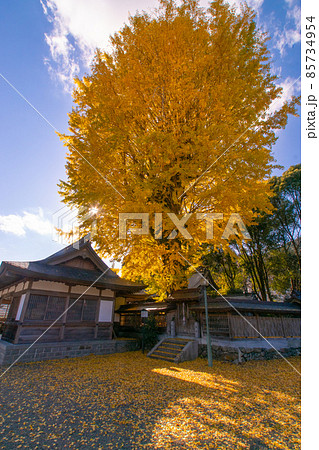 丹生長谷神社の大銀杏　和歌山県海草郡紀美野町 85734954