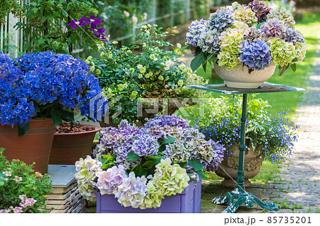 ローザンベリー多和田のアジサイ 85735201