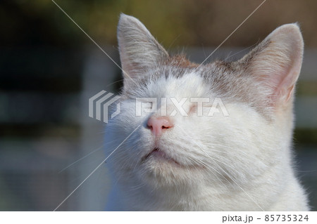 猫　至福の時　（高知県　室戸市　スカイライン山頂展望台）	 85735324