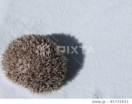 ハリネズミ2 85735651