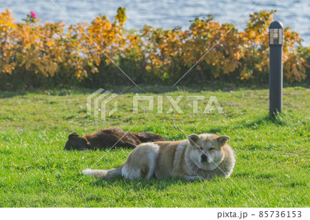 Two dogs rest on the lake shore at sunset. 85736153