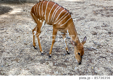 The Nyala baby is stay in garden 85736356