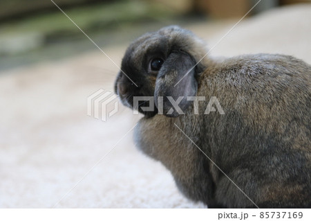 我が家のうさぎ 我が家のうさぎ 85737169