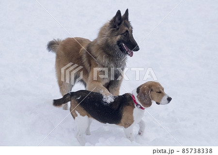 English beagle puppy, belgian sheepdog tervuren. English beagle puppy, belgian sheepdog tervuren. 85738338