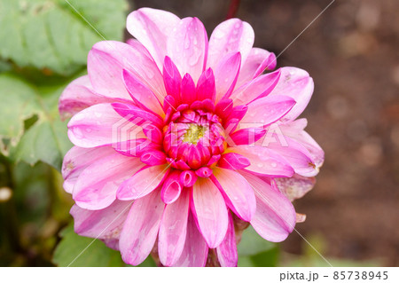 Pink flower Dahlia close-up at the autumn. Pink flower Dahlia close-up at the autumn. 85738945