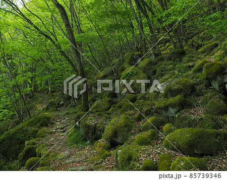 三重県 東海自然歩道 大洞山 三重県 東海自然歩道 大洞山 85739346