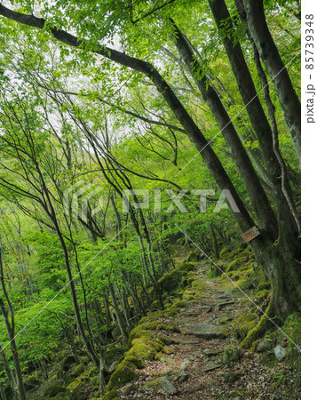 三重県 東海自然歩道 大洞山 三重県 東海自然歩道 大洞山 85739348