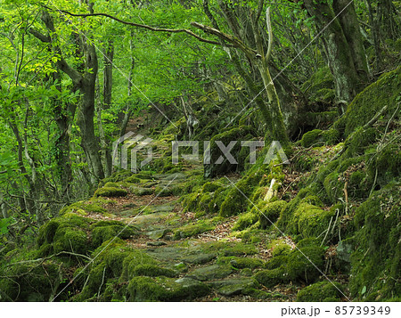 三重県 東海自然歩道 大洞山 三重県 東海自然歩道 大洞山 85739349