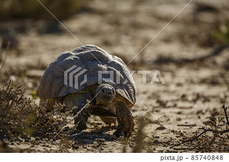 Leopard tortoise in Kgalagadi transfrontier park, South Africa 85740848