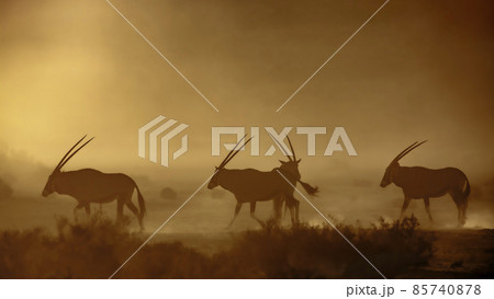 South African Oryx in Kgalagadi transfrontier park, South Africa South African Oryx in Kgalagadi transfrontier park, South Africa 85740878