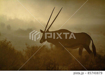 South African Oryx in Kgalagadi transfrontier park, South Africa 85740879