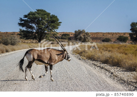 South African Oryx in Kgalagadi transfrontier park, South Africa 85740890