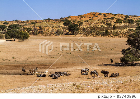 Antelopes in Kgalagadi transfrontier park, South Africa 85740896