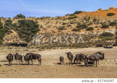 Blue wildebeest in Kgalagadi transfrontier park, South Africa 85740897
