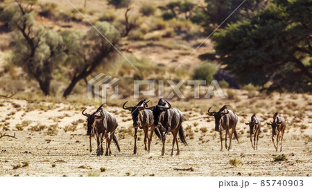 Blue wildebeest in Kgalagadi transfrontier park, South Africa 85740903