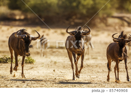 Blue wildebeest in Kgalagadi transfrontier park, South Africa 85740908