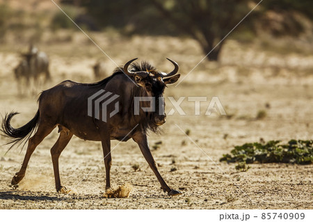 Blue wildebeest in Kgalagadi transfrontier park, South Africa 85740909
