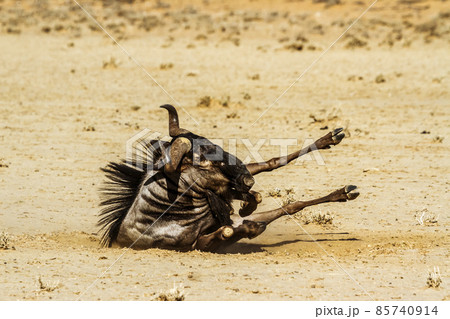 Blue wildebeest in Kgalagadi transfrontier park, South Africa 85740914