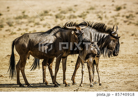Blue wildebeest in Kgalagadi transfrontier park, South Africa 85740918