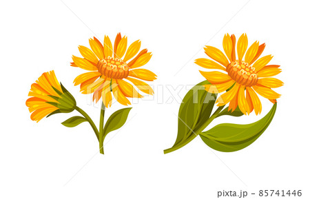 Set of yellow flowers of Jerusalem artichoke. Blooming flowers of sunroot, sunchoke or topinambour cartoon vector illustration Set of yellow flowers of Jerusalem artichoke. Blooming flowers of sunroot, sunchoke or topinambour cartoon vector illustration 85741446
