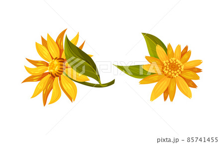 Jerusalem artichoke flowers. Yellow blooming flowers of sunroot, sunchoke or topinambour cartoon vector illustration Jerusalem artichoke flowers. Yellow blooming flowers of sunroot, sunchoke or topinambour cartoon vector illustration 85741455