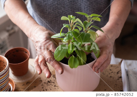 caring for indoor plants, female hands holding a plant in a flower pot. caring for indoor plants, female hands holding a plant in a flower pot. 85742052