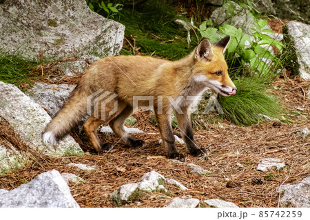 Wild little fox in natural environment in the forest. Wild little fox in natural environment in the forest. 85742259