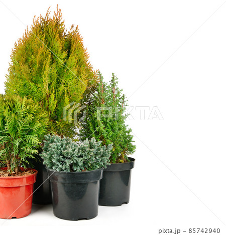 Juniper, cypress and thuja in flower pots isolated on white . Free space for text. Juniper, cypress and thuja in flower pots isolated on white . Free space for text. 85742940