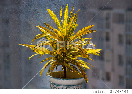 yellow flower of Euphorbiaceae family Croton codium on background of blue window glass 85743141