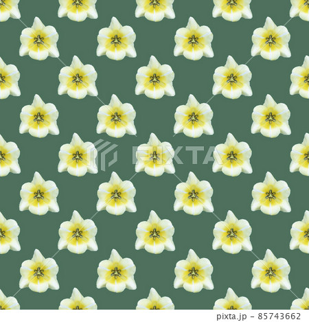 seamless pattern of a tulip bud on a green background 85743662