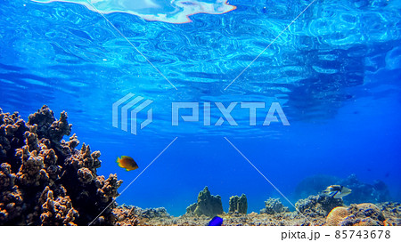 沖縄 渡嘉敷島の水中写真 沖縄 渡嘉敷島の水中写真 85743678