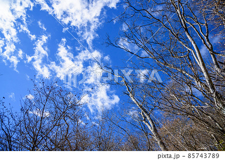 枯れた木々と快晴の空・冬景色 枯れた木々と快晴の空・冬景色 85743789