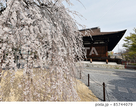 千本釈迦堂　枝垂れ桜と本堂　京都市上京区 85744079