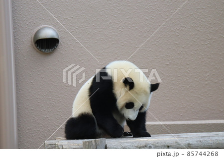 木製の遊具の上で下を向き何かをしているジャイアントパンダの子供のいる動物園の風景 木製の遊具の上で下を向き何かをしているジャイアントパンダの子供のいる動物園の風景 85744268